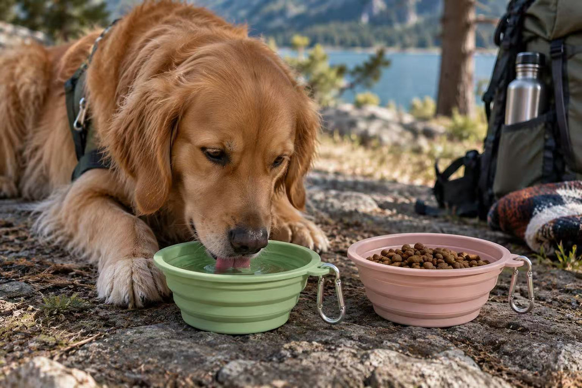 Collapsible Silicone Dog Bowl with Carabiner